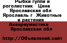 Рыбки гуппи и роголистник › Цена ­ 20 - Ярославская обл., Ярославль г. Животные и растения » Аквариумистика   . Ярославская обл.